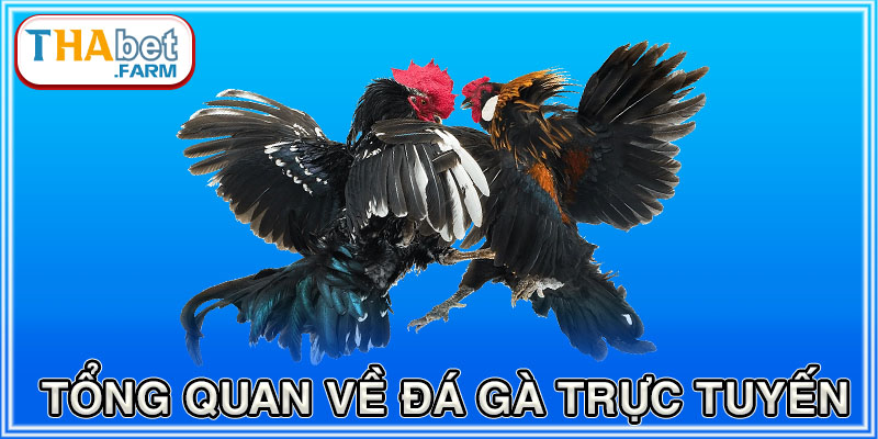 Tổng quan về đá gà trực tuyến