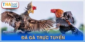 đá gà trực tuyến