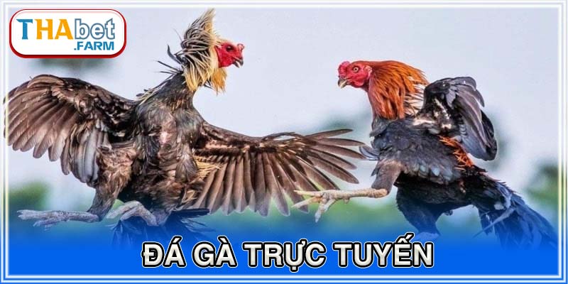 đá gà trực tuyến